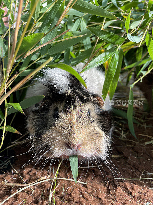 雌性，白色，姜和棕色玳瑁壳短毛阿比西尼亚豚鼠(Cavia porcellus)的形象，豚鼠在室内围栏吃绿色草叶片，聚焦前景